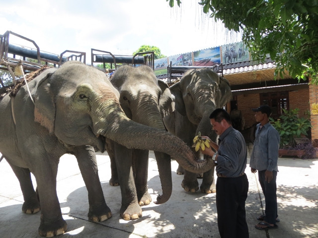 Đàn voi của HTX du lịch buôn Jun, thị trấn Liêng Sơn (huyện Lắc, Đác Lắc) sẵn sàng phục vụ du khách.