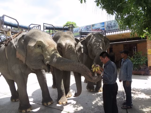 Đàn voi của HTX du lịch buôn Jun, thị trấn Liêng Sơn (huyện Lắc, Đác Lắc) sẵn sàng phục vụ du khách.