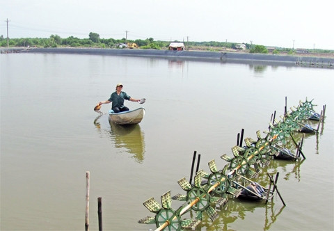 Một đầm nuôi tôm tại xã Lý Nhơn, huyện Cần Giờ.
