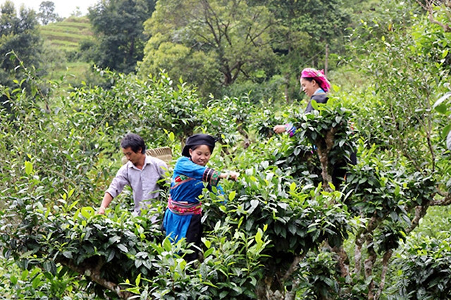 Thu hái chè shan tuyết tại bản Phìn Hồ, xã Thông Nguyên, huyện Hoàng Su Phì (Hà Giang). Ảnh: THANH THỦY