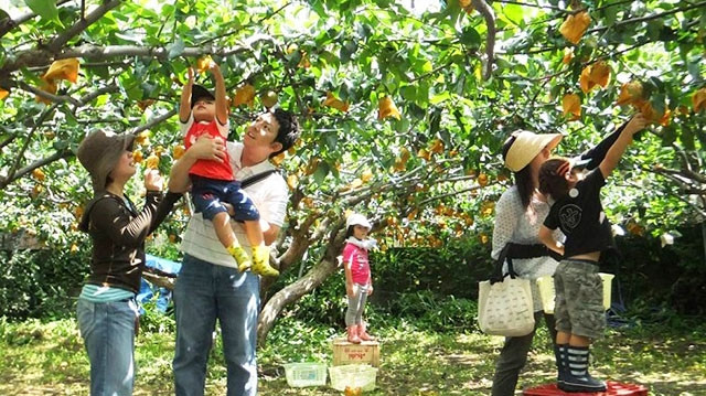 Tham quan vườn trái cây Cồn Sơn, Bình Thủy, Cần Thơ.