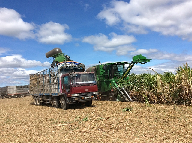 Thu hoạch mía bằng máy cắt hiện đại tại cánh đồng mía xã Pờ Tó, huyện Ia Pa.