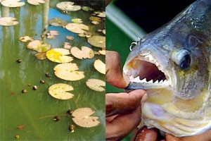 Ốc bươu vàng và cá hổ là những loài sinh
vật lạ được nhập vào Việt Nam trước đây.