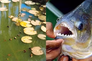 Ốc bươu vàng và cá hổ là những loài sinh
vật lạ được nhập vào Việt Nam trước đây.