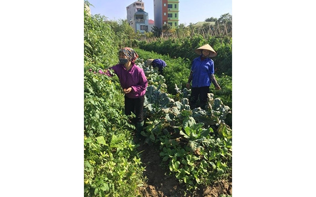 Người dân xã Thanh Xuân (Sóc Sơn, Hà Nội) chăm sóc rau màu.