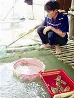 Biến ghẹ già thành đặc sản