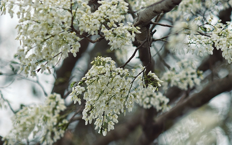 Sắc trắng hoa sưa làm không gian trở nên lắng đọng, yên bình.