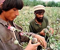 Afghanistan, kho thuốc phiện của thế giới