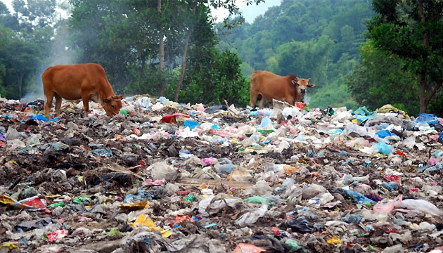 Bãi rác trên núi Pú Lo thành nơi chăn thả bò.