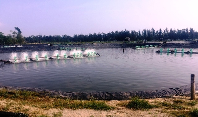 Hầu hết cơ sở hạ tầng đầu tư để nuôi cá bơn, cá mú đã được các đơn vị “tận dụng” nuôi loại hình thủy sản khác với hiệu quả cao hơn.