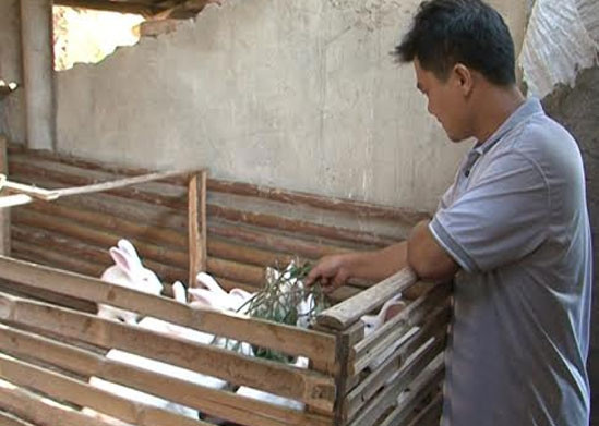 Không bán được thỏ nên hầu hết các hộ dân huyện Ba Bể bỏ dự án. 