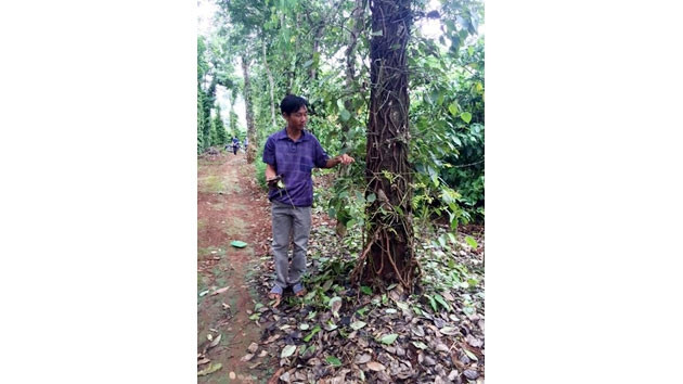 : Vườn tiêu của gia đình anh Phạm Quang Trung, trú tại thôn 5, xã Ea Tar, huyện Cư M’gar sau khi phun thuốc trừ sâu Karate 2,5ec và phân bón lá cao cấp Vitazyme bị hư hại nặng.