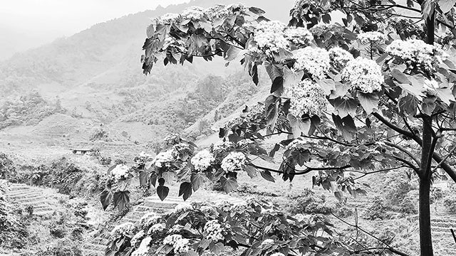 Sắc hoa trẩu tháng 4