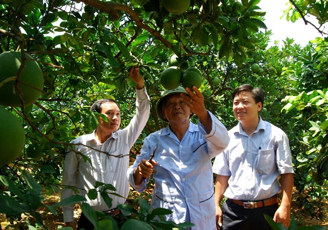Mô hình trang trại trồng bưởi Diễn ở xã An Sinh, huyện Đông Triều.