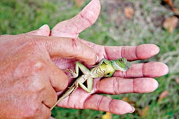 Trang trại “kỳ cục” của anh Kỳ Phùng