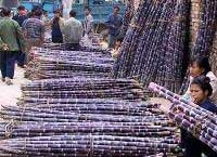 Thu mua mía của bà con nông dân.