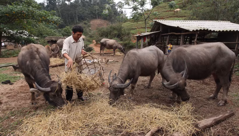 Ông Ngô Thanh Đồng thoát nghèo từ vốn vay ngân hàng chính sách