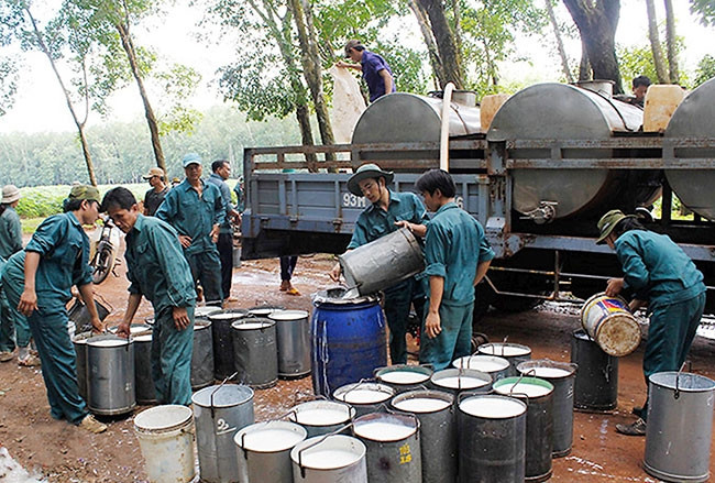 Công nhân nông trường Tân Thành, Công ty cao-su Đông Phú (tỉnh Bình Phước) thu gom mủ cao-su. Ảnh: SỸ HÒA