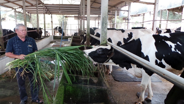 Nhờ chăn nuôi bò sữa, nhiều hộ nông dân ở Củ Chi đã thành tỷ phú.  Trong ảnh: Lão nông Hai Duyên cho bò ăn cữ chiều.