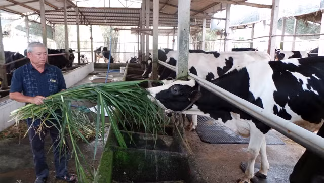 Nhờ chăn nuôi bò sữa, nhiều hộ nông dân ở Củ Chi đã thành tỷ phú.  Trong ảnh: Lão nông Hai Duyên cho bò ăn cữ chiều.