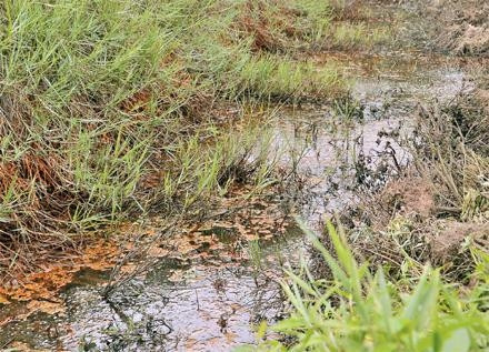 Nước ở kênh, mương gần Nhà máy chế tạo kết cấu thép Yên Thường bị đóng váng vàng.