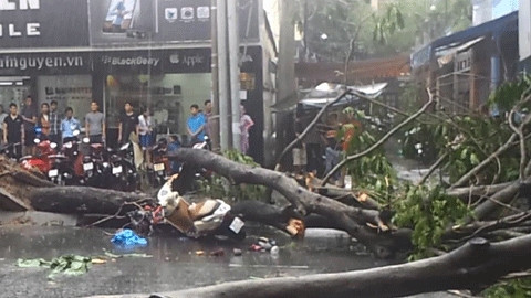 Hiện trường cây đổ làm một phụ nữ bị tử vong (Ảnh: Ngọc Thúy).
