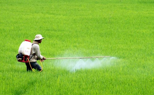 Hầu hết nông dân không trang bị bảo hộ lao động trong quá trình sử dụng thuốc BVTV.
