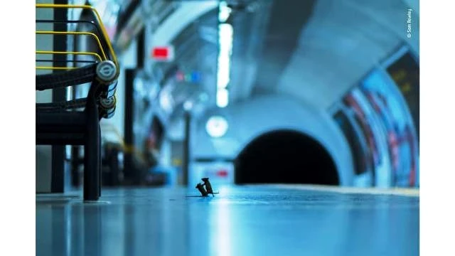 Bức ảnh “Station Squabble” là khoảnh khắc hai chú chuột vật lộn tranh giành một vài mẩu vụn bánh còn sót lại. (Ảnh: CNN)