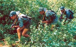 Giờ luyện tập của các chiến sĩ
Trường Sĩ quan đặc công.