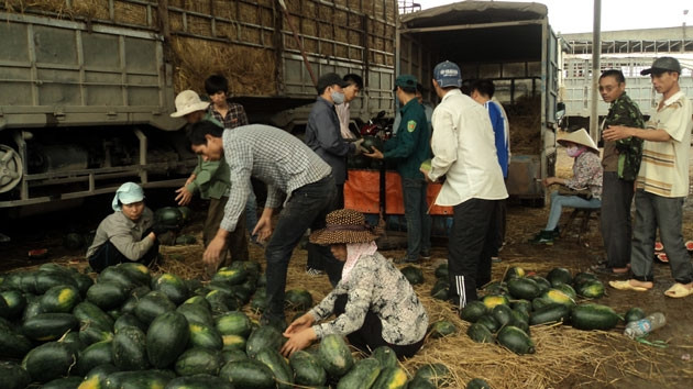 Dưa “biên giới” tràn về chợ đầu mối nông sản ở Hải Dương