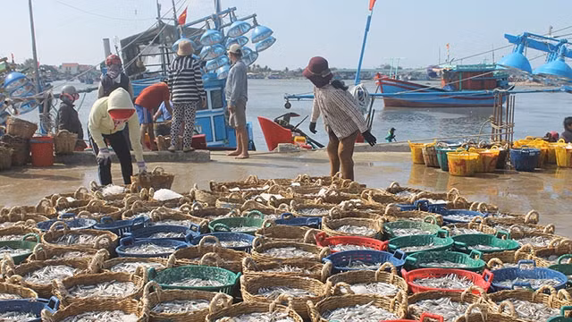 Cá thật tươi được chọn từ tàu thuyền mang lên.