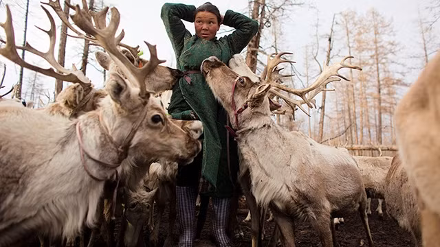 Chăn nuôi tuần lộc là công việc hằng ngày của người Dukha. Ảnh: REUTERS