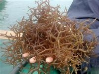 Rong sụn -
Ảnh minh họa: nafec.gov.vn