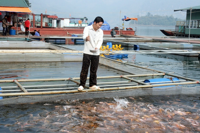 Mô hình nuôi cá lồng của hộ gia đình anh Trần Văn Tín trên lòng hồ thủy điện Hòa Bình thuộc địa bàn xã Thung Nai, huyện Cao Phong cho hiệu quả kinh tế cao.