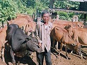 Ông A Ma Doa bên đàn bò.