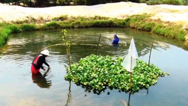 Một hồ nuôi cá lóc mang lại cho người dân khoảng 20 triệu đồng mỗi vụ.