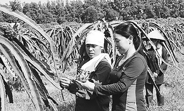 Cây thanh long ruột đỏ đã trở thành cây thoát nghèo của nhiều hộ nông dân ở huyện Thạch Thất.