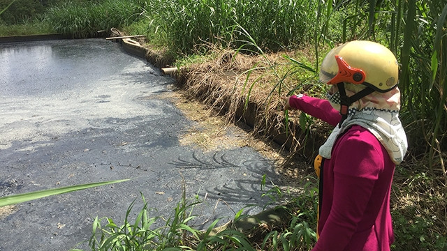 Một hồ chứa nước thải của nhà máy chế biến mủ cao-su Công ty Phương Triều Đại.