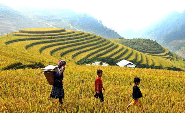 Mùa vàng Mù Cang Chải.                                   Ảnh: ÐĂNG KHOA