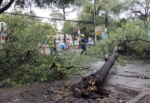 Mưa lớn chiều 1-6 đã làm bật gốc nhiều cây xanh tại TP Hồ Chí Minh.