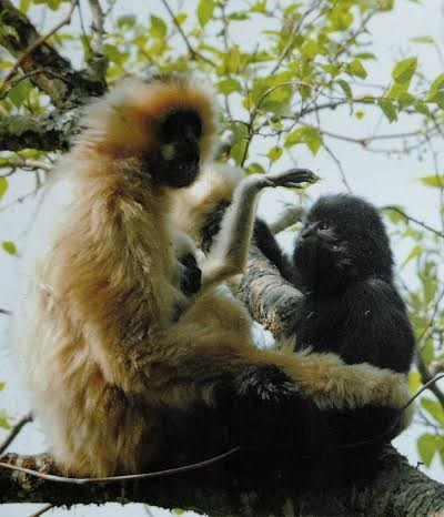 Vượn đen tuyền, loài động vật quý hiếm cần bảo vệ của Khu bảo tồn Mường La.