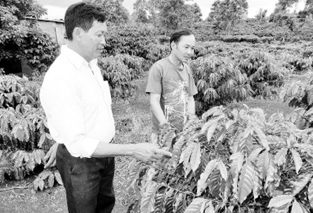 Phó Chủ tịch Hội Nông dân xã Đác Sắc, huyện Đác Min (Đác Nông) (người thứ nhất từ trái sang) hướng dẫn người dân kỹ thuật chăm sóc cà-phê.