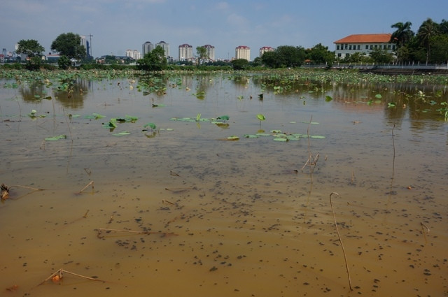 Đầm sen Thủy Sứ đang chết mòn.