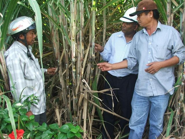 Ông K.Su-bai-a (đứng giữa) hướng dẫn nông dân huyện Sơn Hòa (Phú Yên) kỹ thuật chăm sóc mía cho hiệu quả cao.