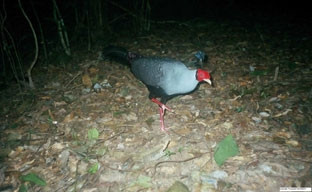 Quảng Bình: Phát hiện nhiều cá thể gà lôi hông tía