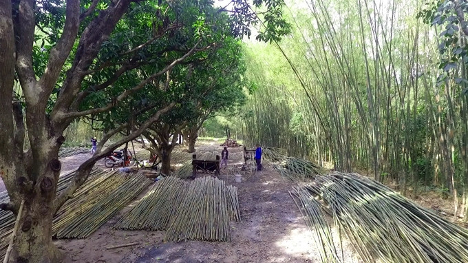 Cây tầm vông giúp người nông dân vùng Bảy Núi (An Giang) bám đất giữ rừng và có thu nhập khá cao.