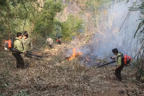 Diễn tập phòng, chống cháy rừng ở huyện Trấn Yên, tỉnh Yên Bái. Ảnh: HỒNG HẠNH