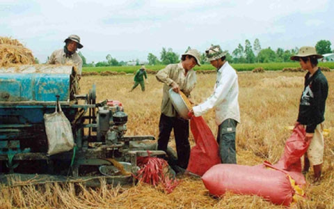 Nông dân huyện Vĩnh Lợi (Bạc Liêu) thu hoạch lúa. Ảnh: LÂM HỶ