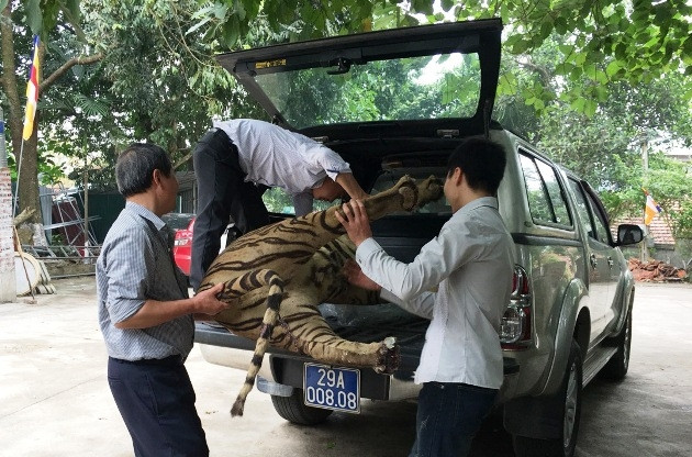 Tiêu bản hổ được vận chuyển về Bảo tàng Thiên nhiên Việt Nam.