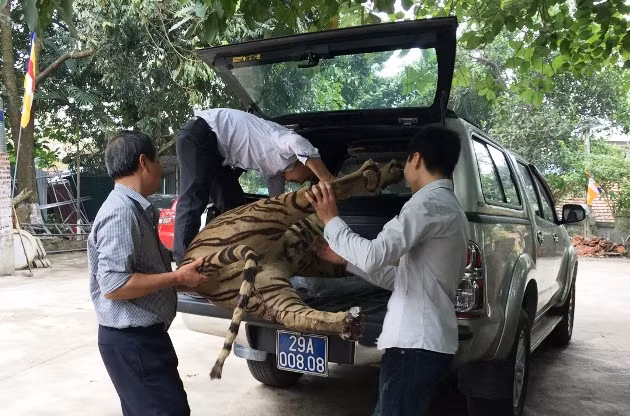 Tiêu bản hổ được vận chuyển về Bảo tàng Thiên nhiên Việt Nam.